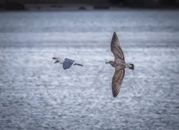 Acciones utilizadas para alejar a los estorninos: vuelos de aves rapaces entrenadas
