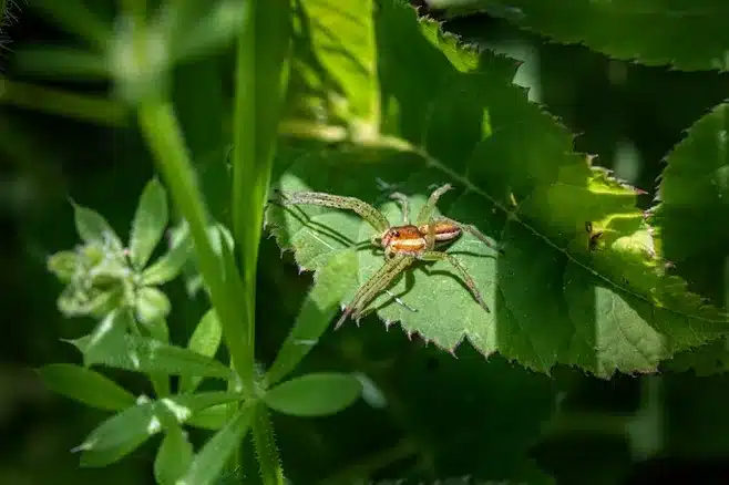 Biodiversidad en el Parque Botánico de Montealegre