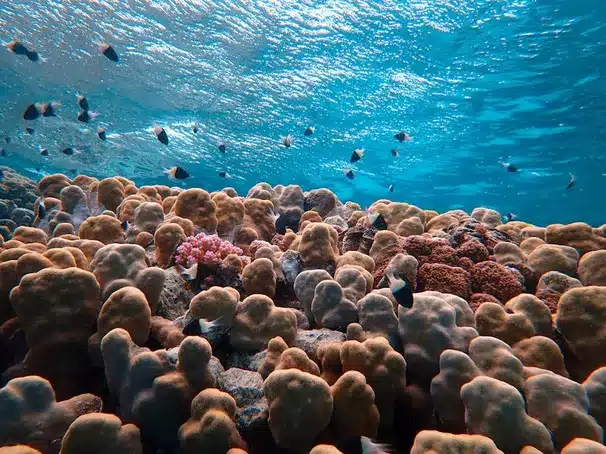 Buceo y snorkel