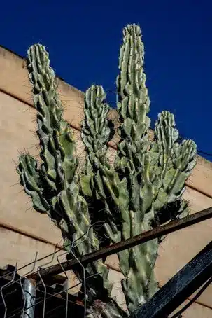 Características de la Muralla