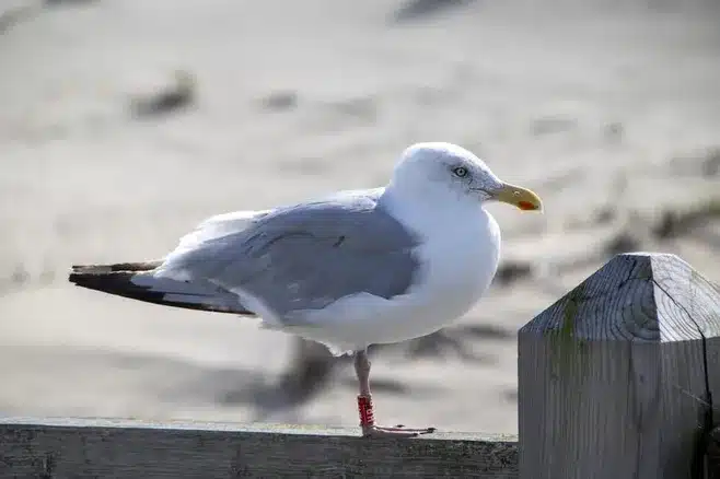 Características de la Playa de As Lapas