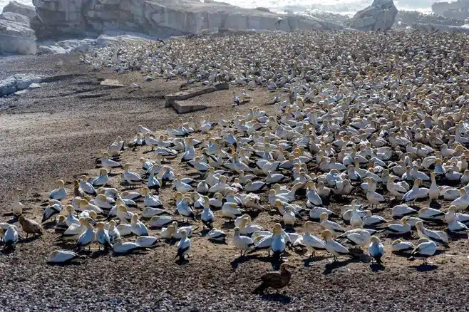 Colonias de aves marinas en la zona