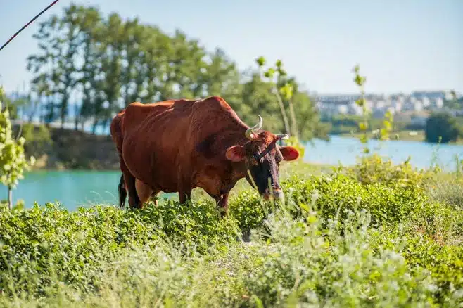 Cómo llegar a la granja de Zenon en La Coruña