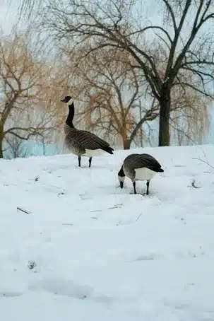 Cómo llegar al Parque de Vioño en Coruña