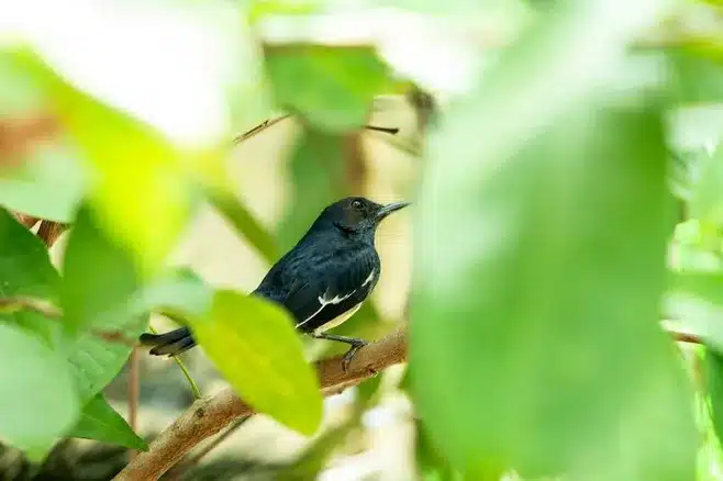 Flora y fauna del Parque de Vioño