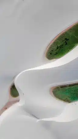 Formación y evolución de las dunas móviles