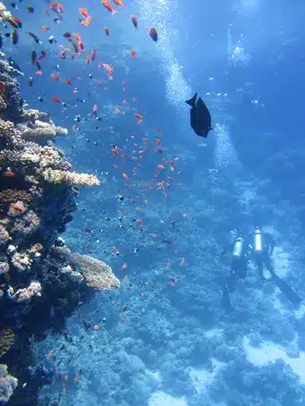 Información sobre las expediciones de buceo en la ría de Vigo