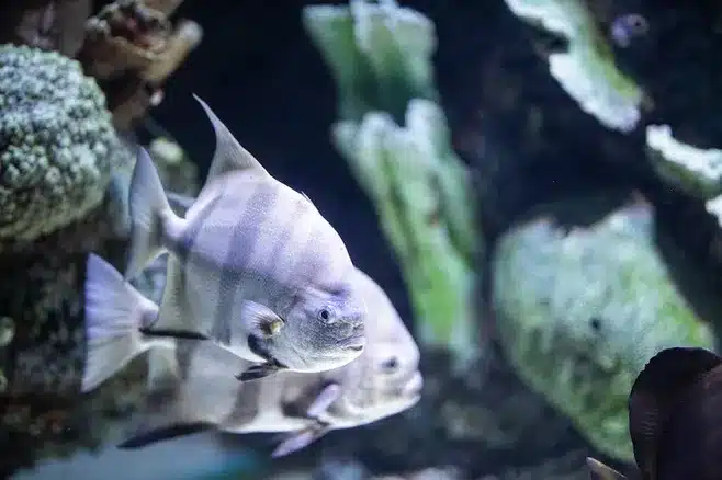 La fascinante subasta de pescado en la Fischbörse
