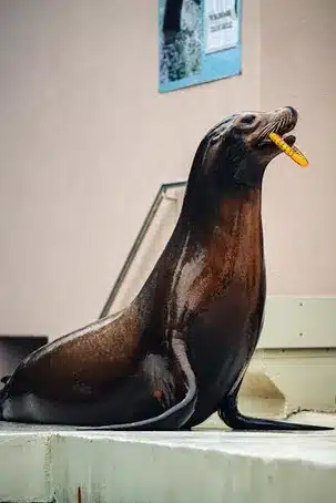 La fauna marina