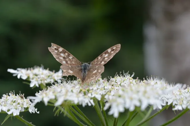 La fauna terrestre
