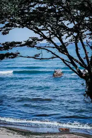 La flora de la isla