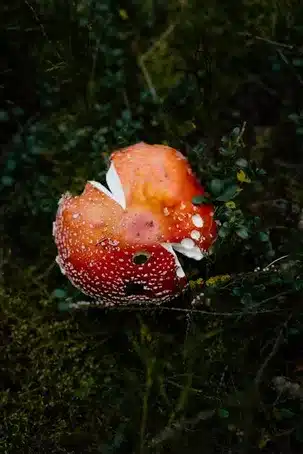 La flora y fauna excepcionales de Monte Pindo