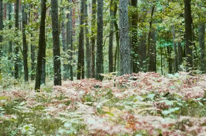 La importancia del bosque tradicional con robles, alcornoques y pinos