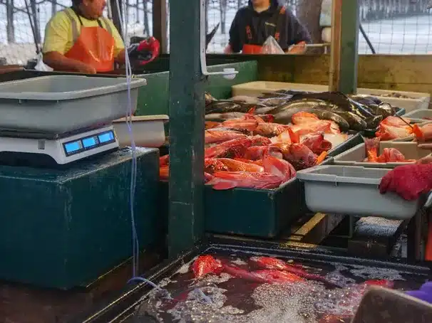 La subasta diaria y su impacto en el suministro de pescado fresco