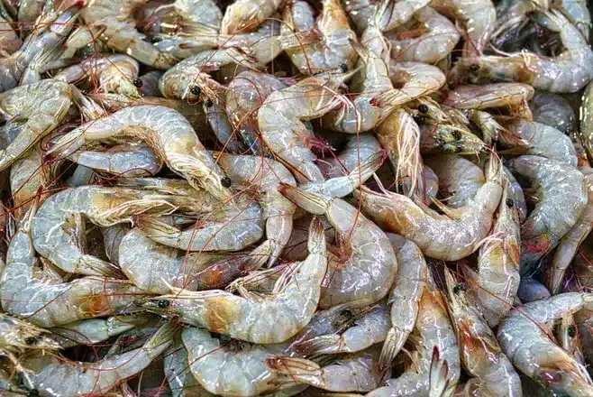 Mariscos y pescados frescos: las estrellas de la cocina local