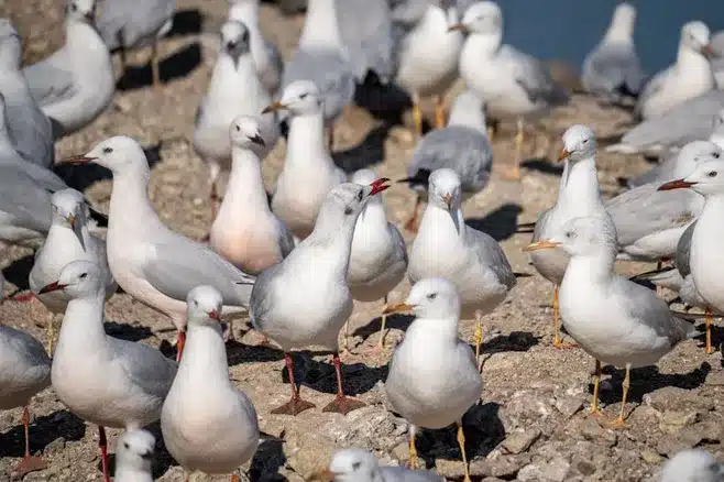 Observación de la colonia de gaviotas patiamarillas