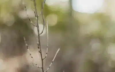 Oportunidades de negocio en Navalia