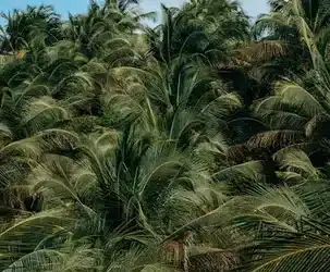 Las sendas verdes a lo largo de las orillas del río Miño: un paraíso para los amantes de la naturaleza