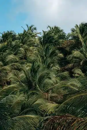 Las sendas verdes a lo largo de las orillas del río Miño: un paraíso para los amantes de la naturaleza