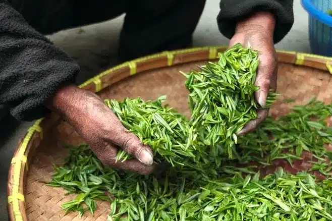 Proceso de cultivo de las ostras en Arcade