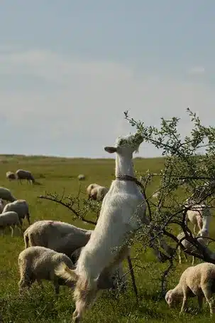 ¿Qué es la Red Natura 2000?