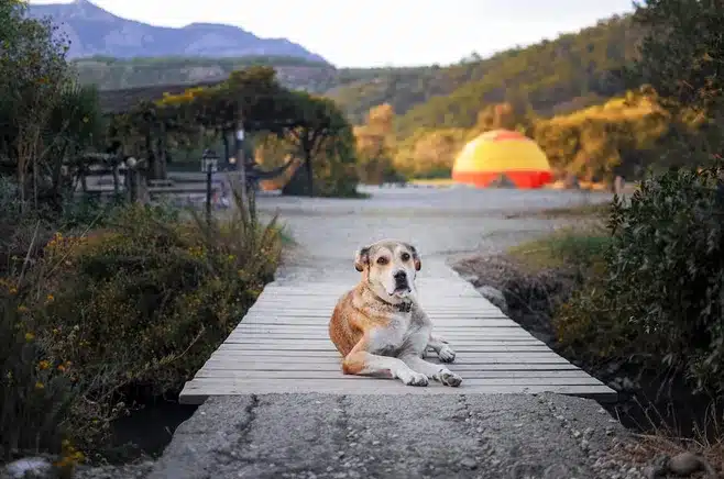 Qué son los campamentos de verano