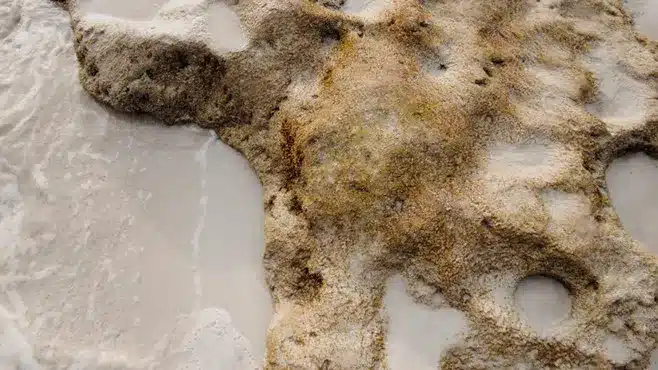 Una obra maestra acuática