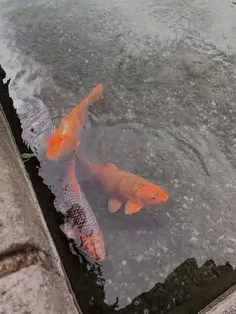 Variedad de especies de pescado en la zona